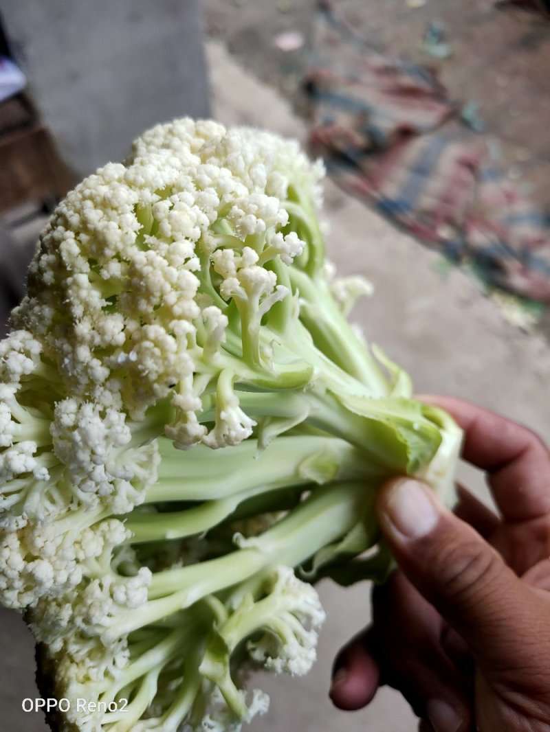 精品散花菜，实花菜，基地供货，提供各种包装，专业诚信代办