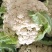 精品散花菜，实花菜，基地供货，提供各种包装，专业诚信代办