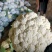 精品散花菜，实花菜，基地供货，提供各种包装，专业诚信代办