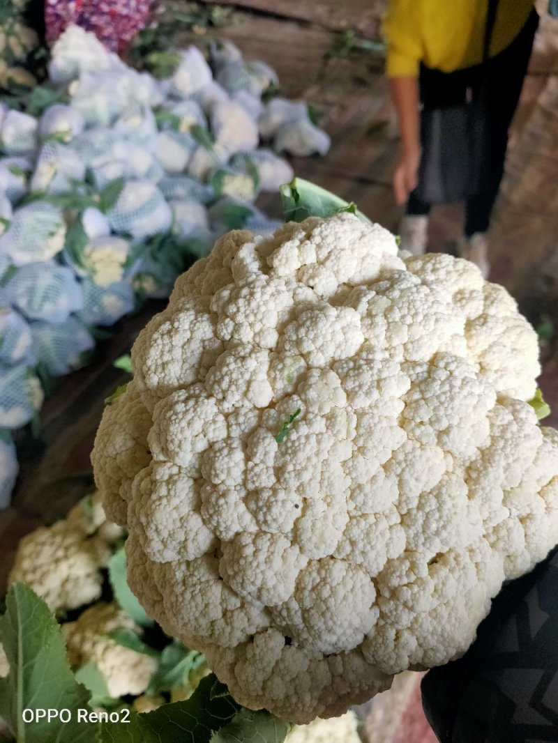 精品散花菜，实花菜，基地供货，提供各种包装，专业诚信代办