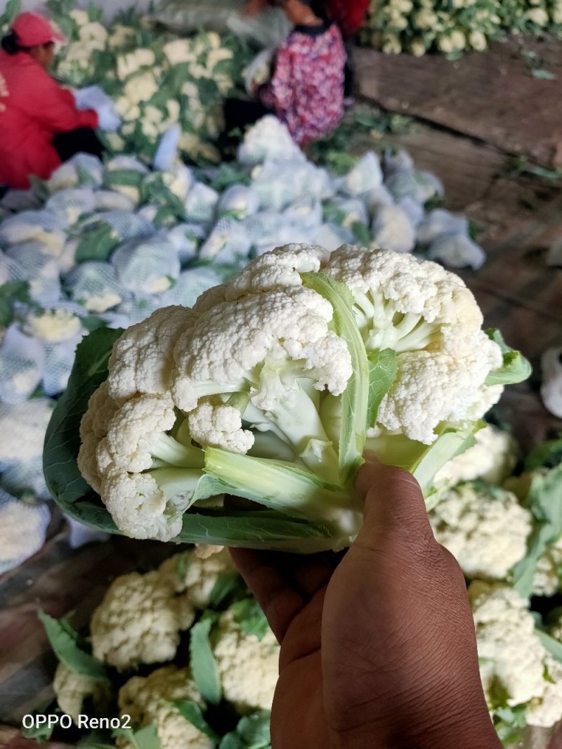 精品散花菜，实花菜，基地供货，提供各种包装，专业诚信代办