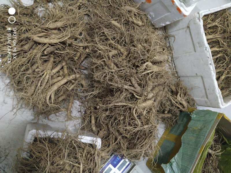 东北鲜人参