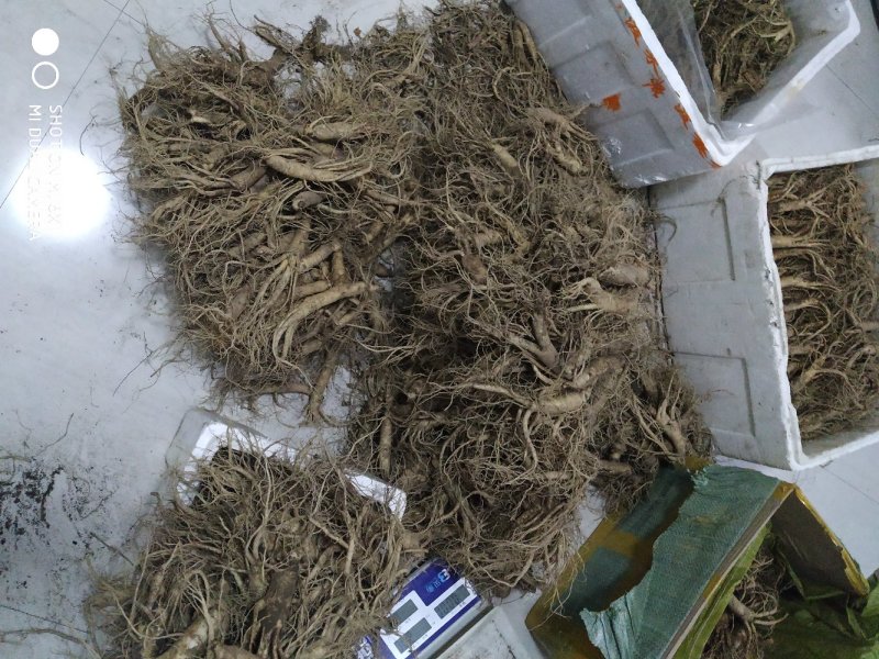 东北鲜人参