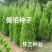 侧柏种子多年生四季易种易活柏树籽园林绿化树种