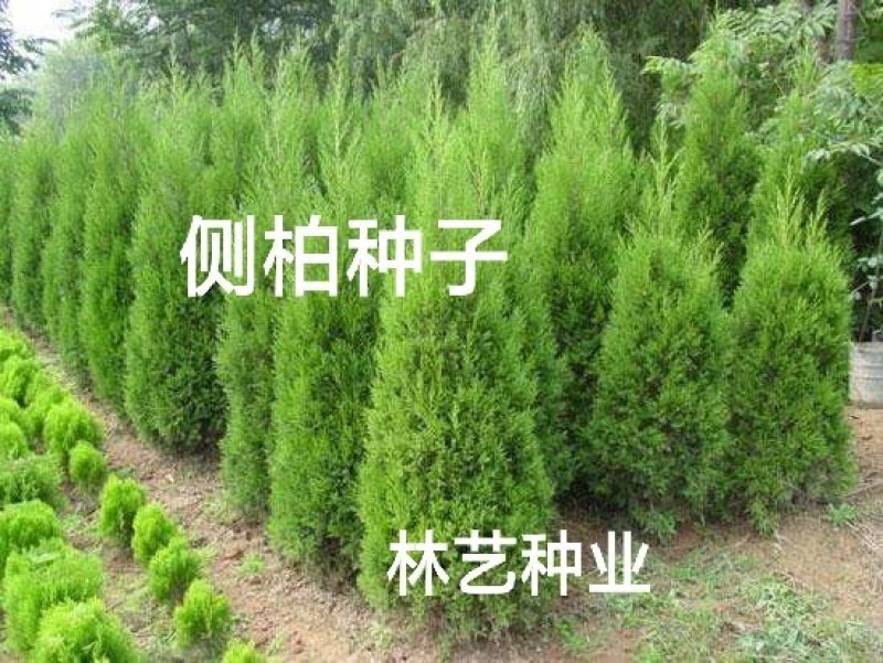 侧柏种子多年生四季易种易活柏树籽园林绿化树种