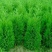 侧柏种子多年生四季易种易活柏树籽园林绿化树种