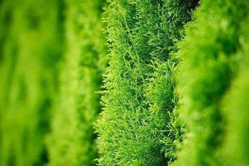 侧柏种子多年生四季易种易活柏树籽园林绿化树种