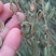 知母籽种多年生四季易种易活多年生百科植物
