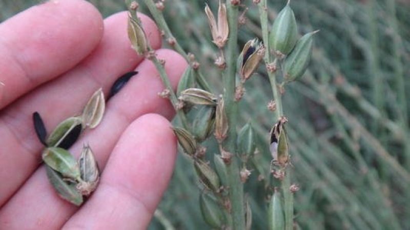知母籽种多年生四季易种易活多年生百科植物