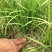 知母籽种多年生四季易种易活多年生百科植物