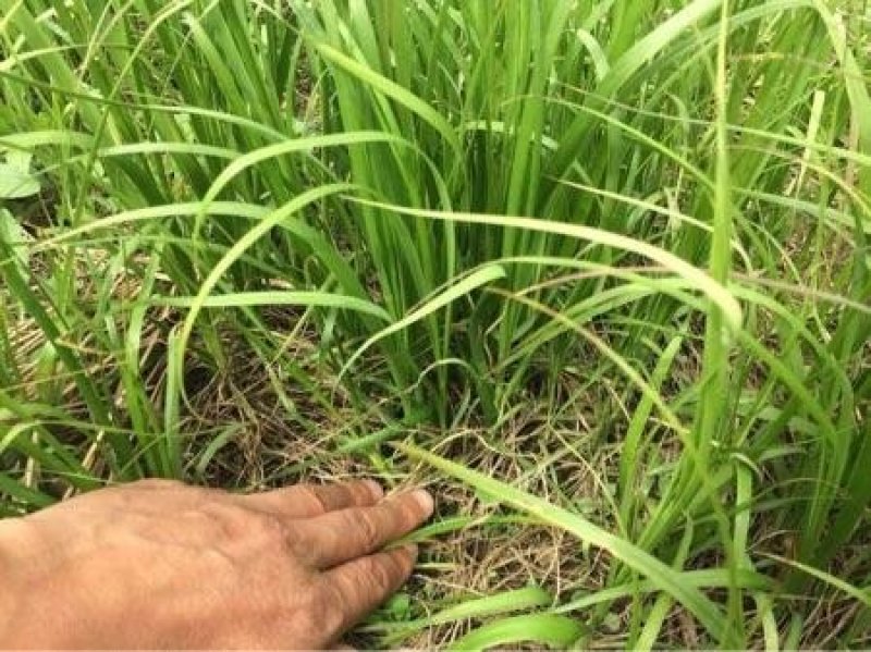 知母籽种多年生四季易种易活多年生百科植物