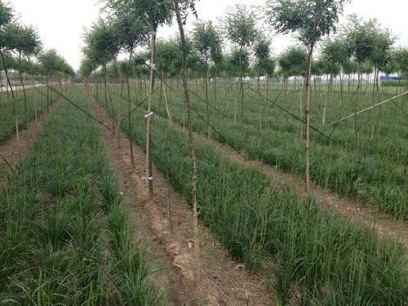 知母籽种多年生四季易种易活多年生百科植物