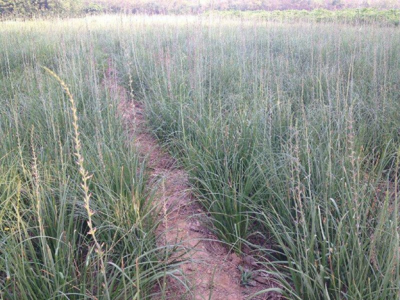 知母籽种多年生四季易种易活多年生百科植物