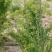 知母籽种多年生四季易种易活多年生百科植物