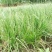 知母籽种多年生四季易种易活多年生百科植物