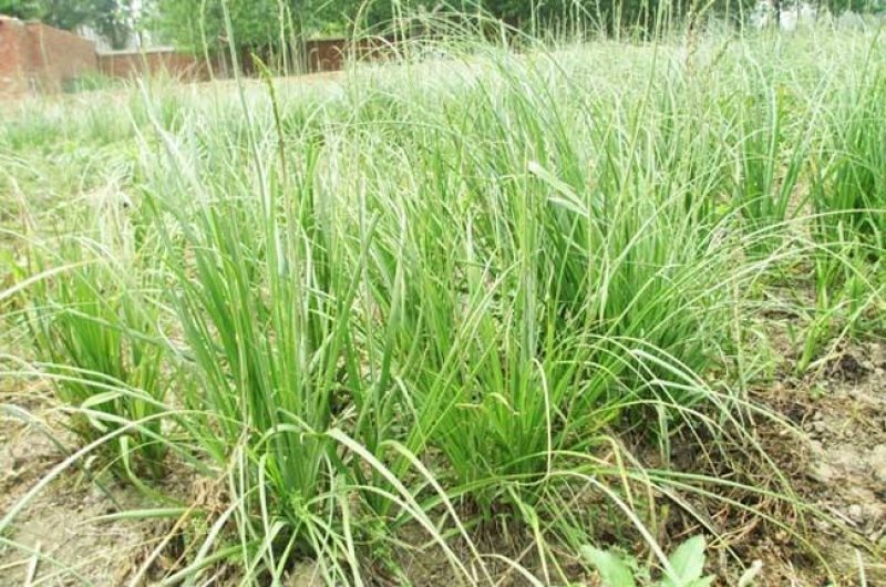 知母籽种多年生四季易种易活多年生百科植物