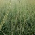 知母籽种多年生四季易种易活多年生百科植物
