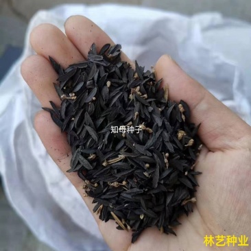 知母籽种多年生四季易种易活多年生百科植物