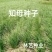 知母籽种多年生四季易种易活多年生百科植物