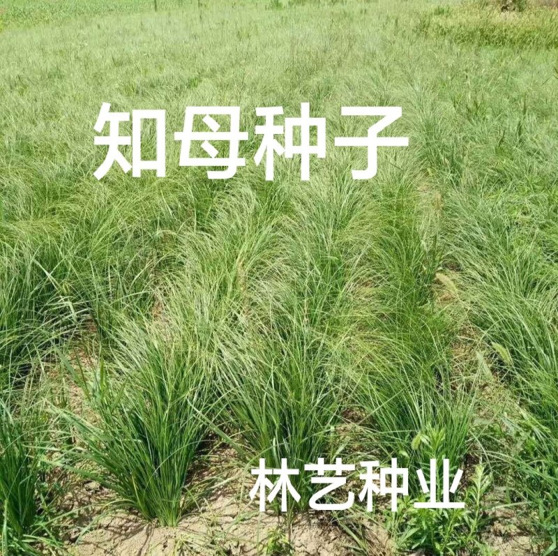 知母籽种多年生四季易种易活多年生百科植物