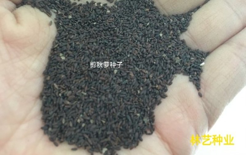 大花剪秋萝籽种多年生耐寒花卉花海公园庭院观赏