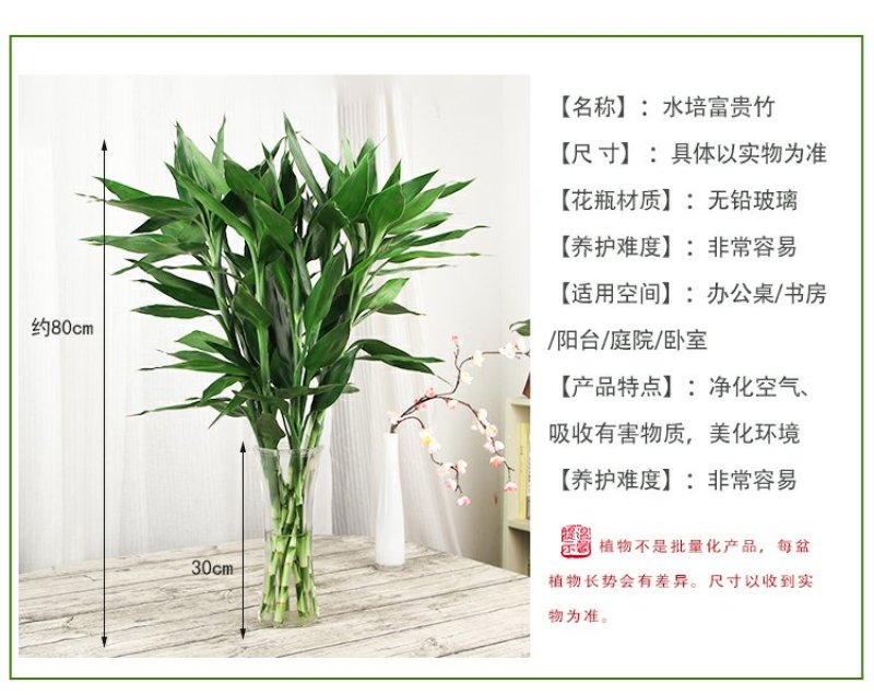 富贵竹批发
