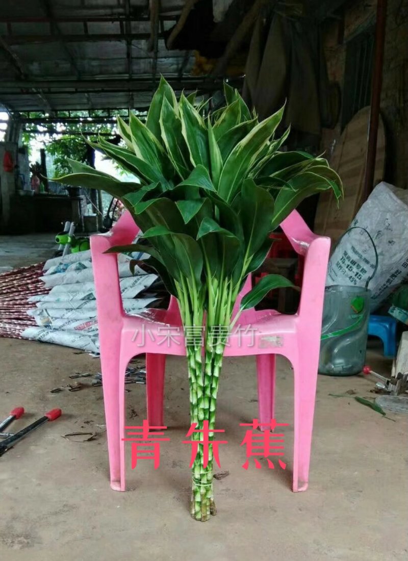 富贵竹批发