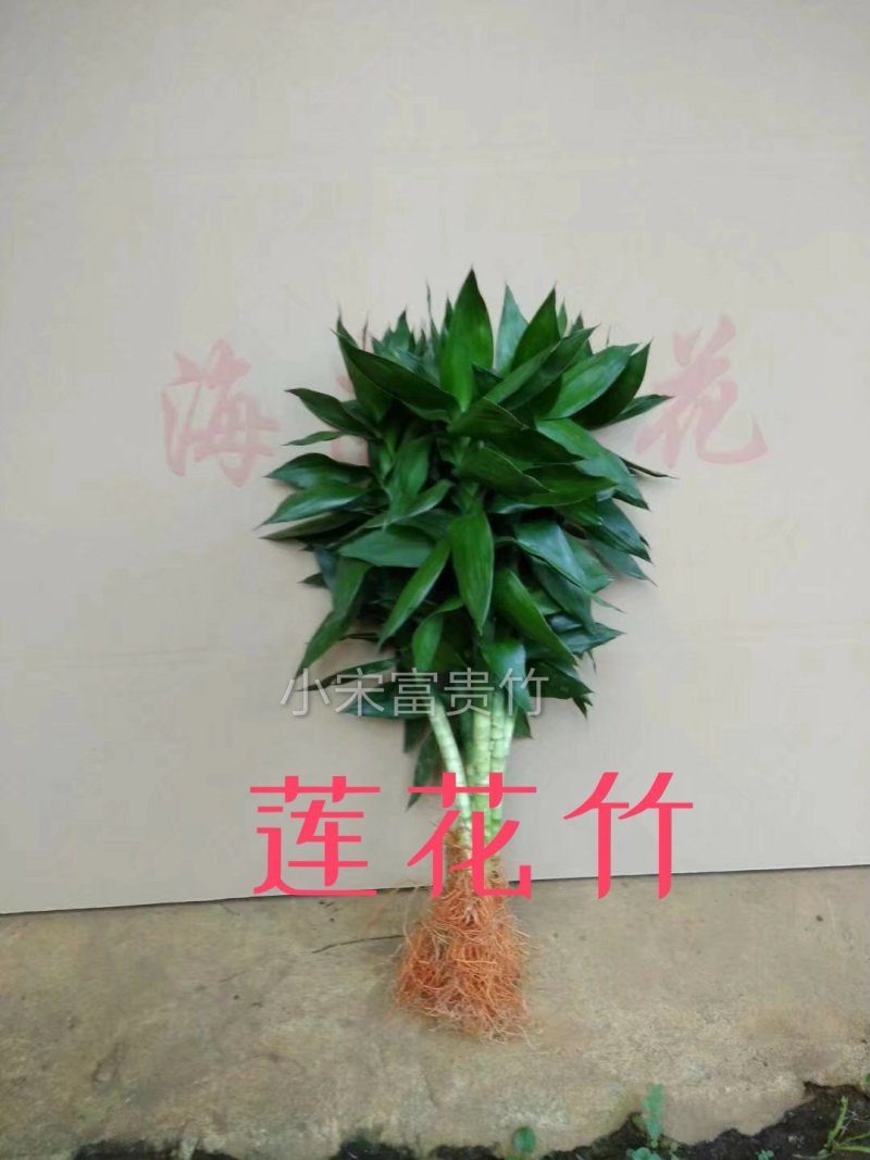 富贵竹批发