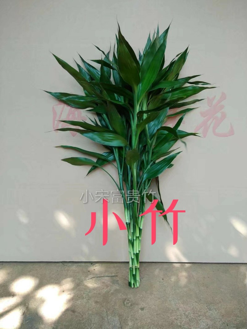 富贵竹批发