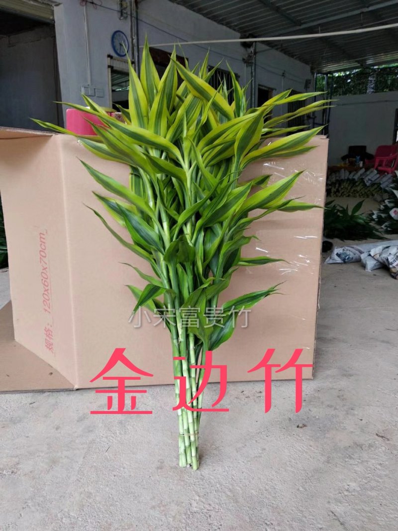 富贵竹批发