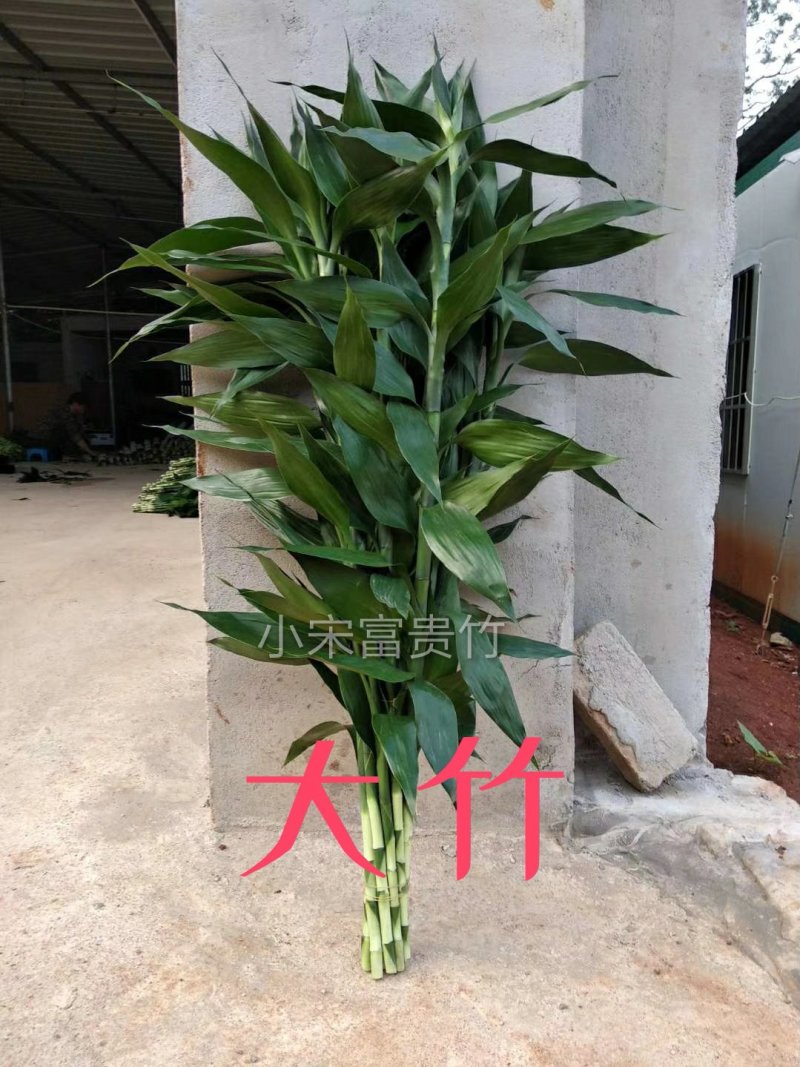 富贵竹批发
