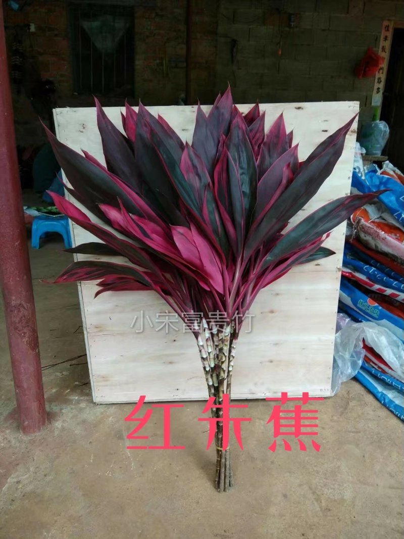 富贵竹批发