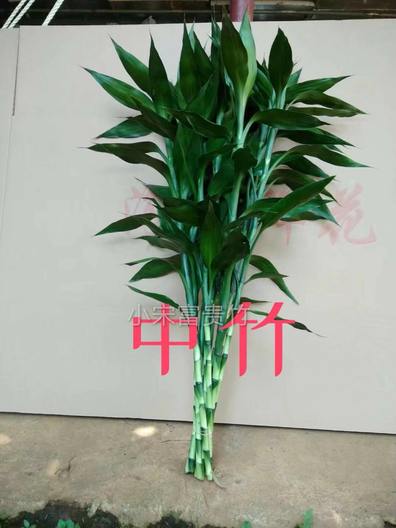 富贵竹批发