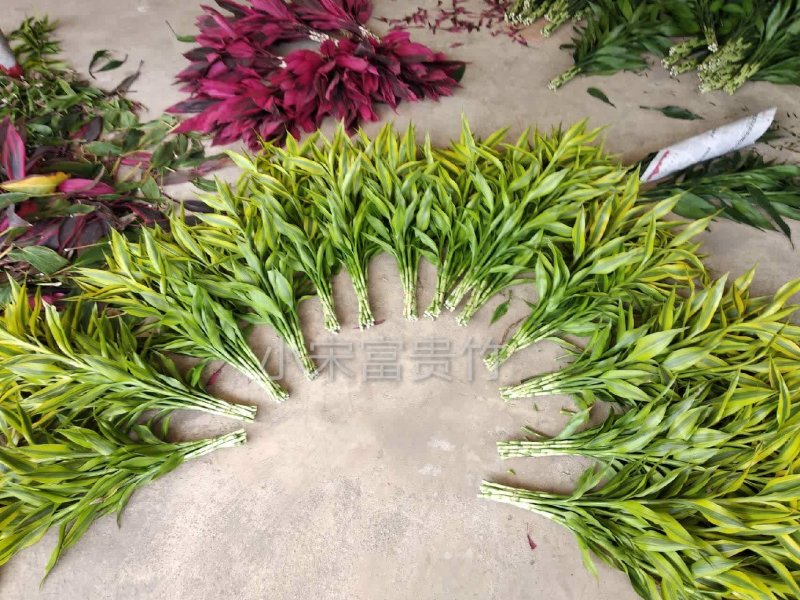 富贵竹批发