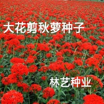 大花剪秋萝籽种多年生耐寒花卉花海公园庭院观赏