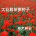 大花剪秋萝籽种多年生耐寒花卉花海公园庭院观赏