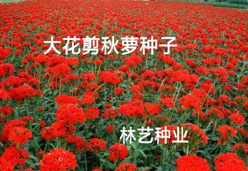 大花剪秋萝籽种多年生耐寒花卉花海公园庭院观赏