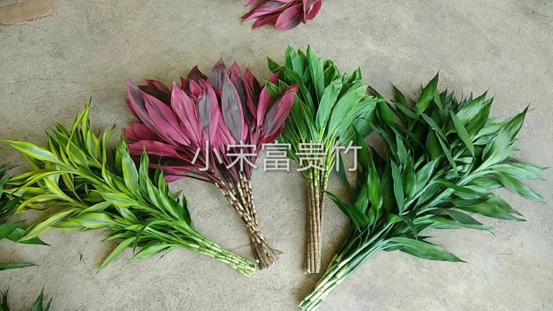 富贵竹批发