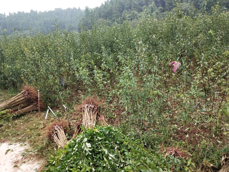 李子苗青脆李苗脆红李苗五月脆苗蜂糖李苗基地直供来电选购