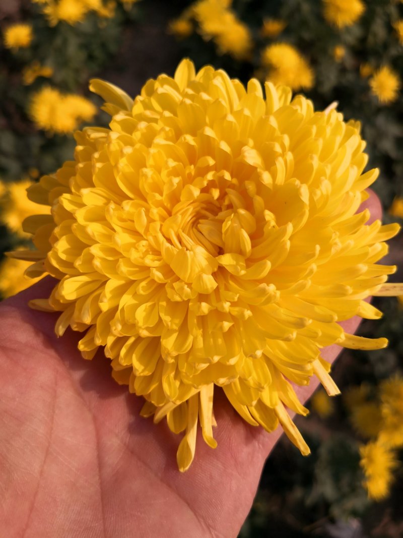 特级金丝皇干花