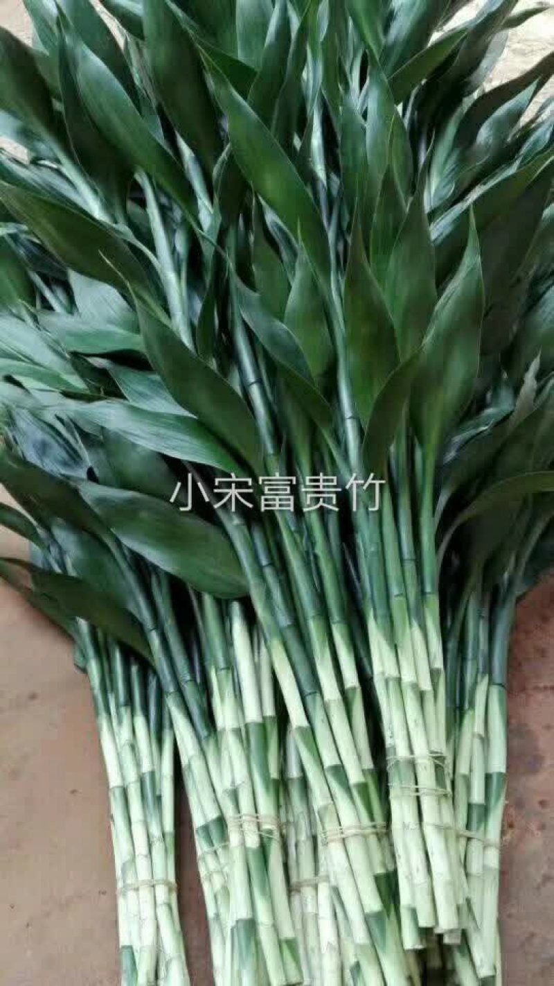 带根观音竹莲花竹荷花竹摆地摊火爆产品海南富贵竹批发水培植