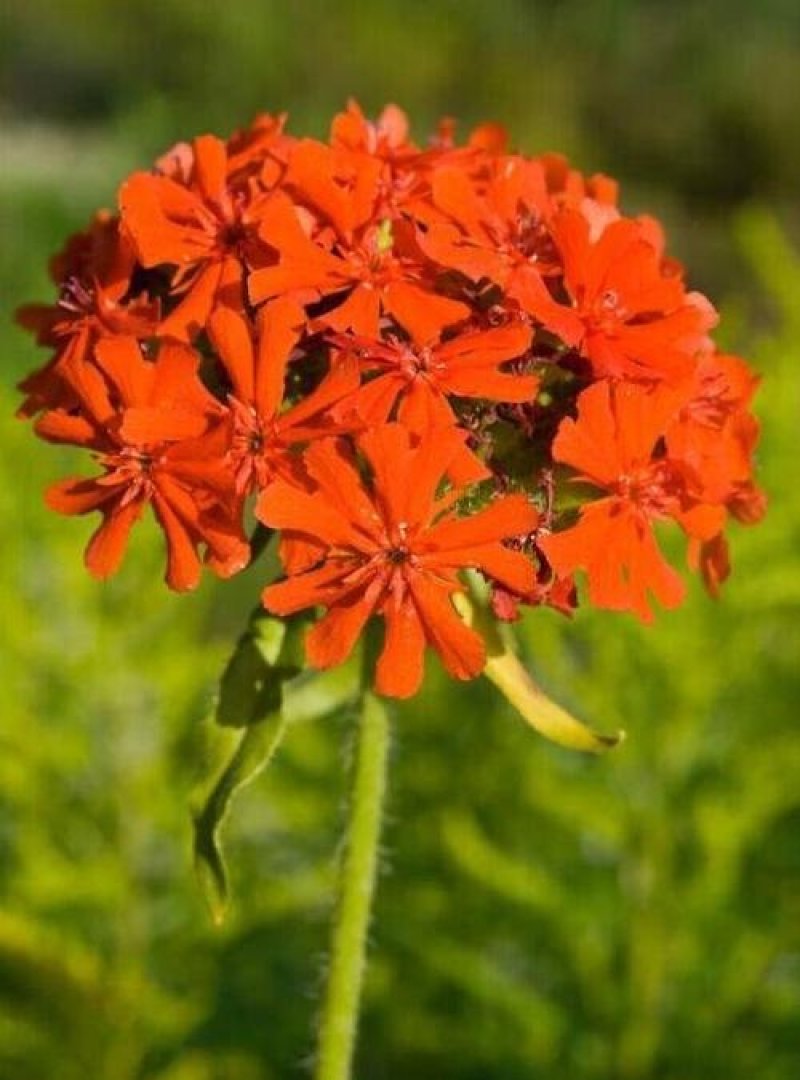 大花剪秋萝籽种多年生耐寒花卉花海公园庭院观赏