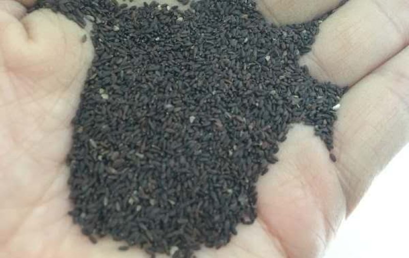大花剪秋萝籽种多年生耐寒花卉花海公园庭院观赏