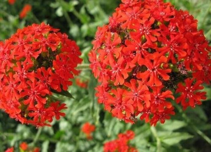 大花剪秋萝籽种多年生耐寒花卉花海公园庭院观赏