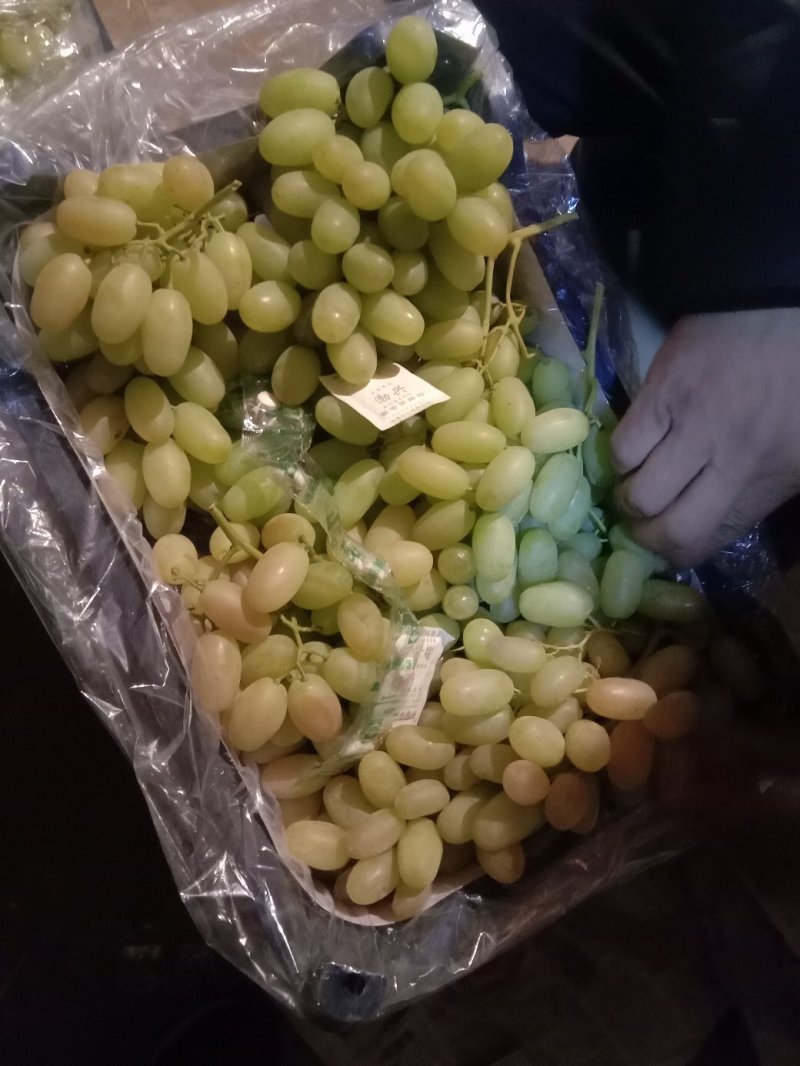 河北怀涿两县精品马奶葡萄，已经大量上市，串大，甜度好！