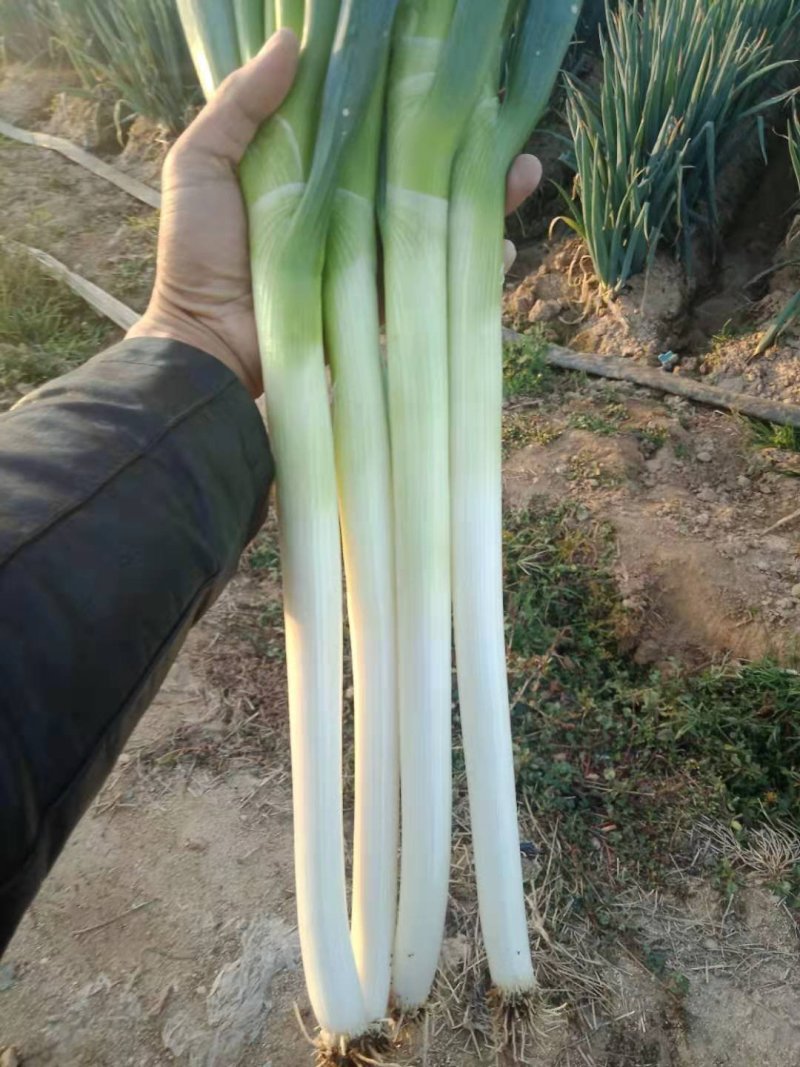 安丘铁杆大葱，大量有货，代收代发代卖，欢迎采购！