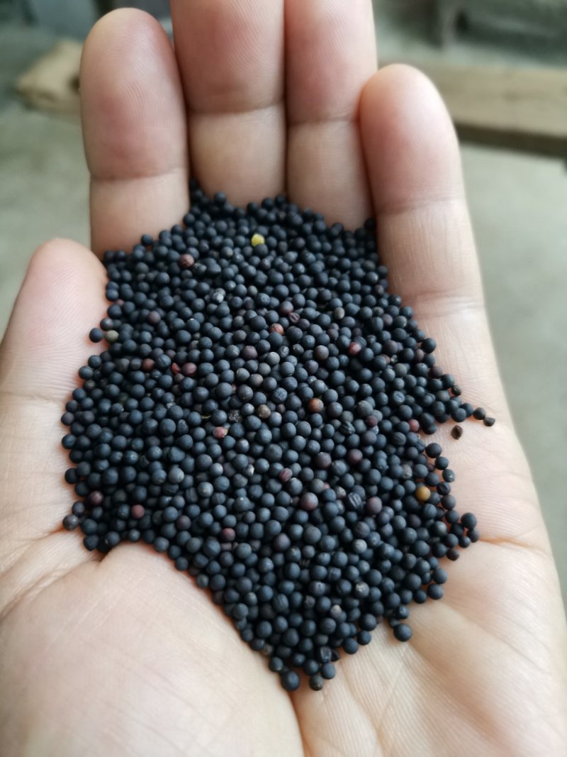 油菜籽