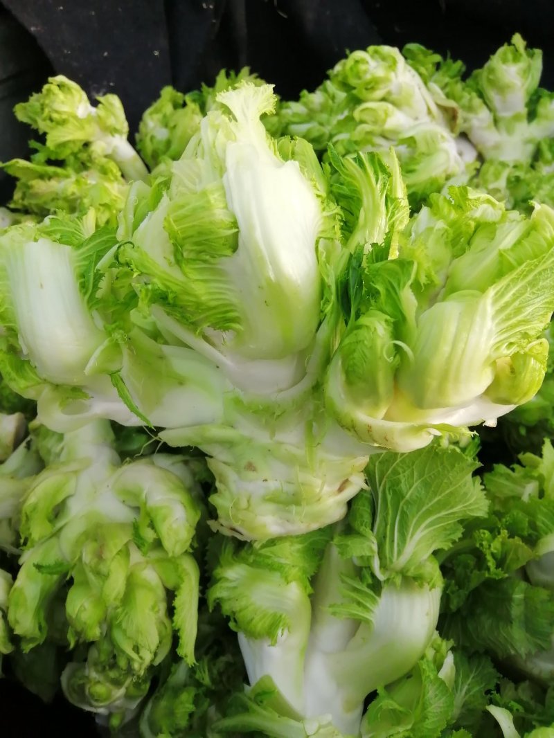 安徽精品儿菜/儿菜头/大量供应市场/电商/一手货源/全国发货