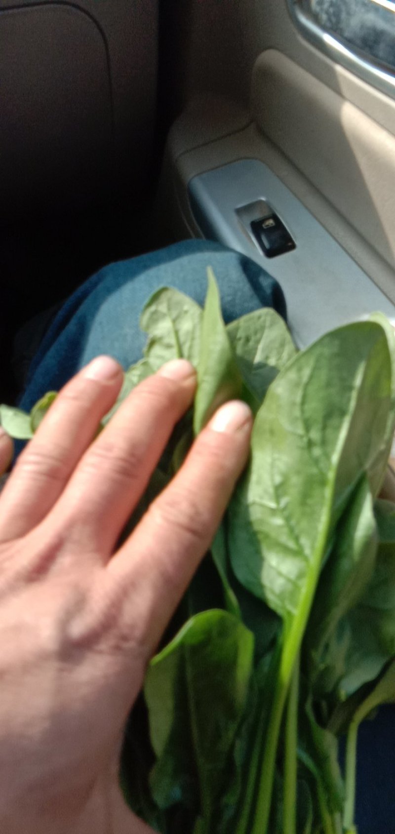 惠民波菜大量现货，波菜，可发全国各地