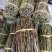 金秀大瑶山铁皮石斛